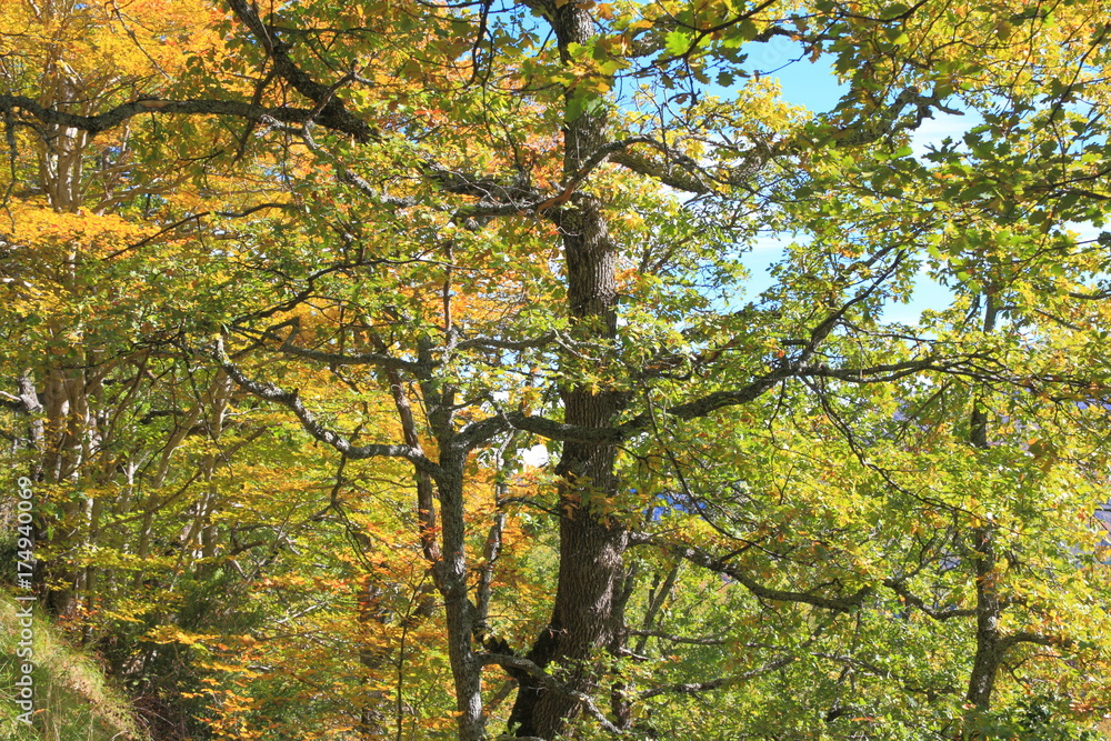 foliage and branch of downy oak or pubescent oak tree in autumn, Quercus pubescens foliage and branch of downy oak or pubescent oak tree in autumn, Quercus pubescens