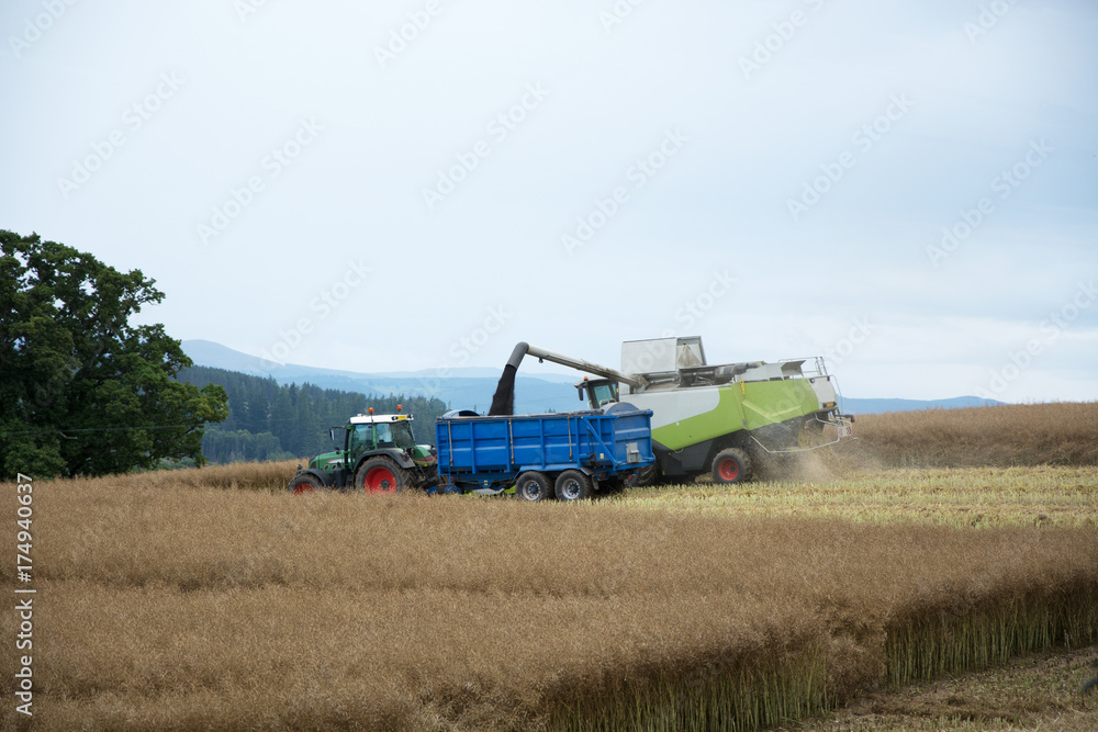 Obraz premium Taking in the Harvest