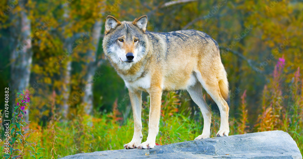 Large male grey wolf standing on a rock in the forest Large male grey wolf standing on a rock in the forest