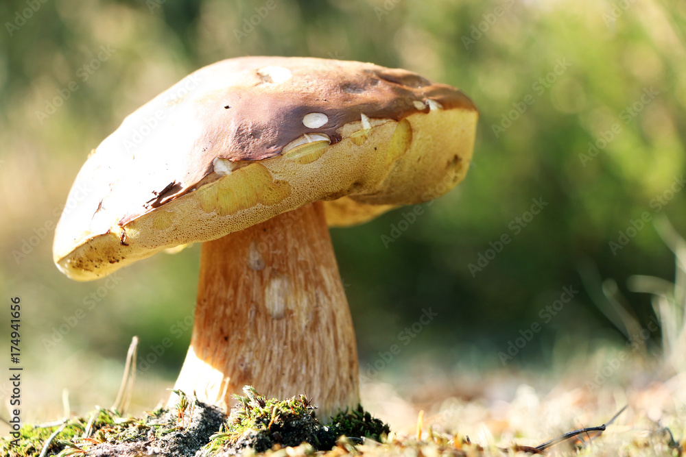 Fototapeta premium Big boletus growth in sunny rays