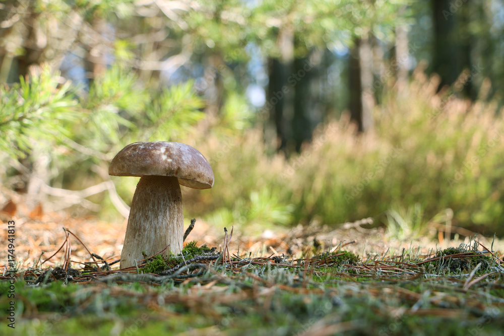 Fototapeta premium Boletus mushroom growth in sunny wood