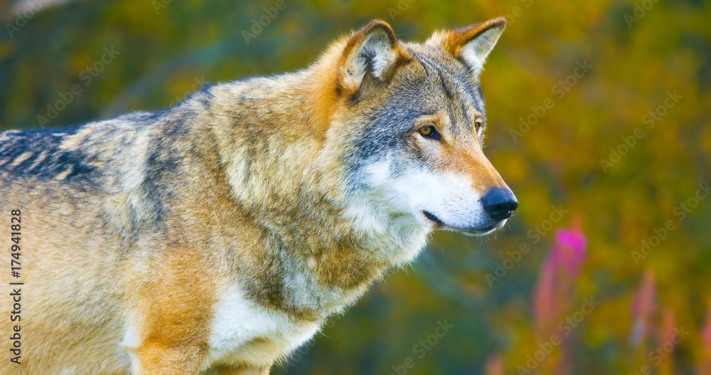 Fototapeta premium Large male grey wolf in the autumn colored forest