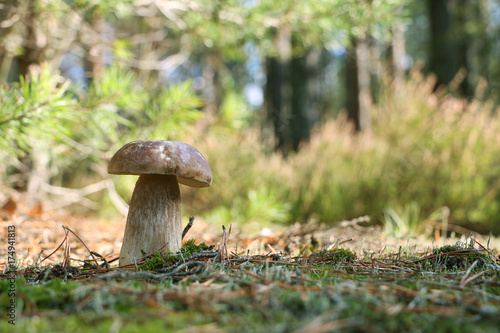 Boletus mushroom growth in sunny wood