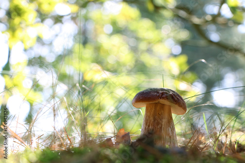 Large boletus mushroom in sunny forest