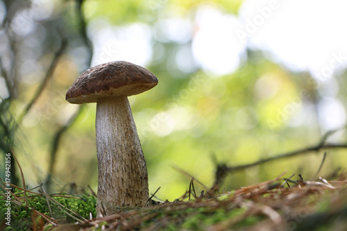 Large Leccinum mushroom in wood