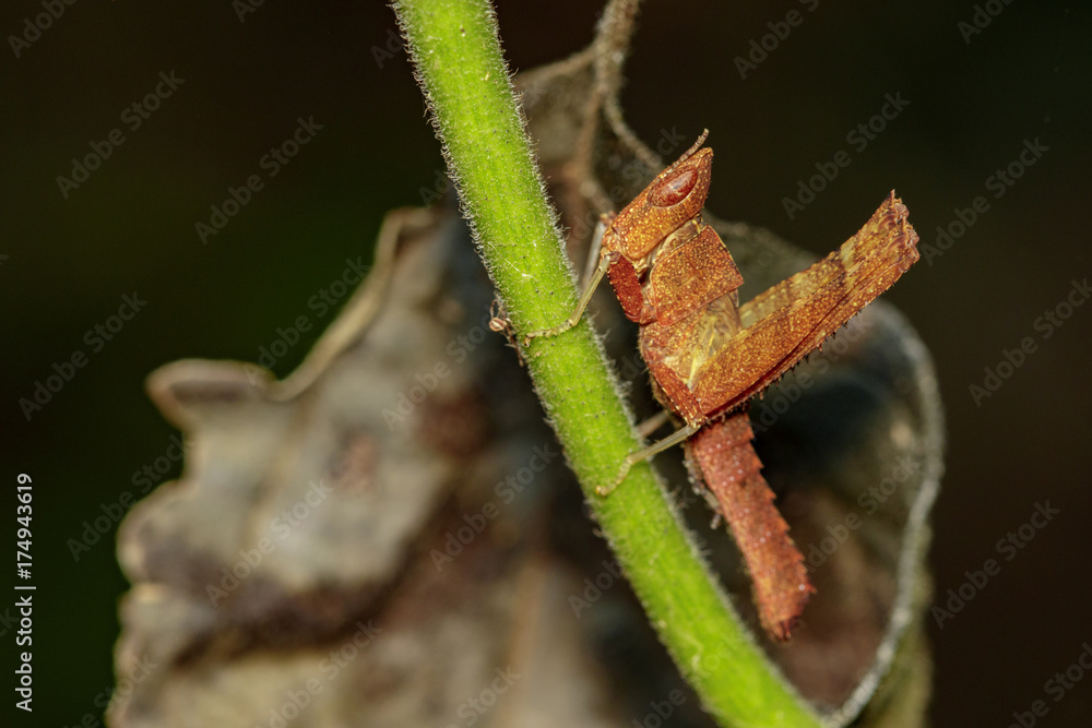 Image of brown grasshopper on green branches. Insect Animal. Caelifera., Acrididae Image of brown grasshopper on green branches. Insect Animal. Caelifera., Acrididae