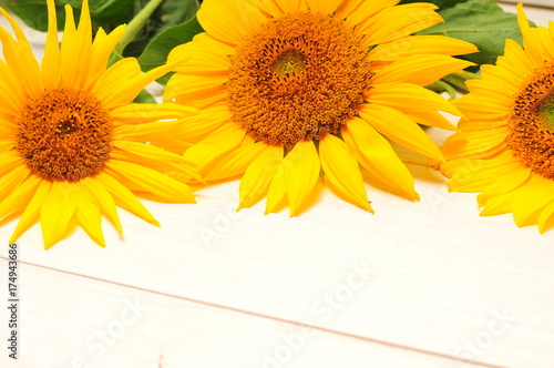 Sunflowers on a white background