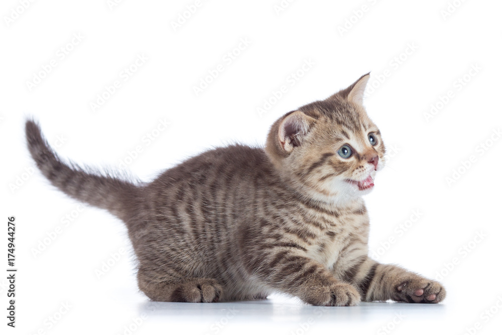 Baby cat kitten before jump