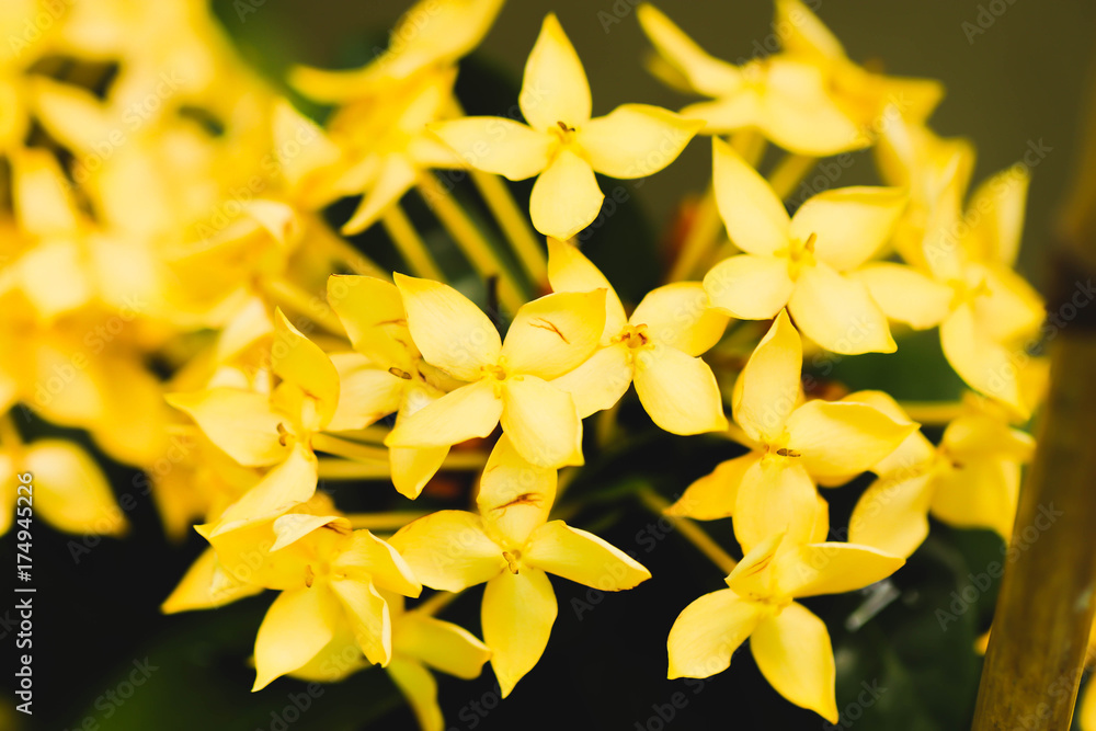 Obraz premium Macro Yellow flower spike Rubiaceae Ixora coccinea in the garden