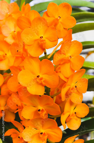 Macro of group Orange orchid flowers with green leaf