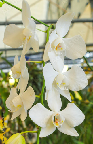 Fototapeta Naklejka Na Ścianę i Meble -  White orchid flowers with green leaf