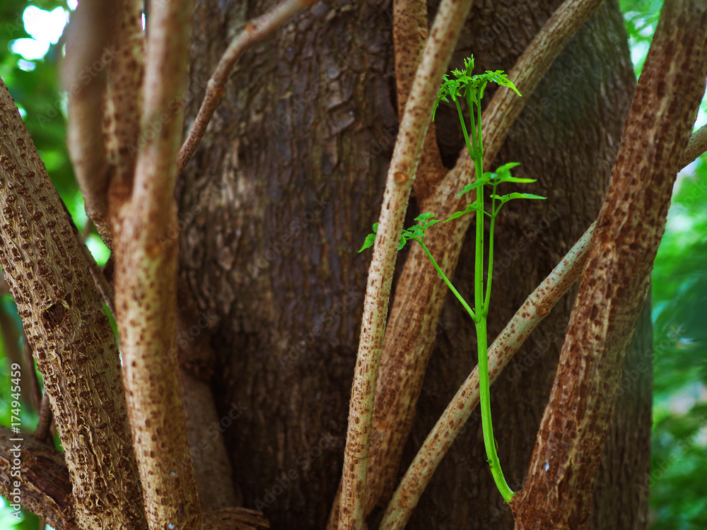 Large brown grungy yellow spotted tree trunk with spread distributed branches, with new young green stem leaf shoot sprouting growing, under shade of blurred park forest background, close up shot Large brown grungy yellow spotted tree trunk with spread distributed branches, with new young green stem leaf shoot sprouting growing, under shade of blurred park forest background, close up shot