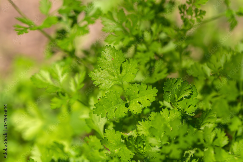 Celery planted in the field of agriculture in Thailand. Celery planted in the field of agriculture in Thailand.