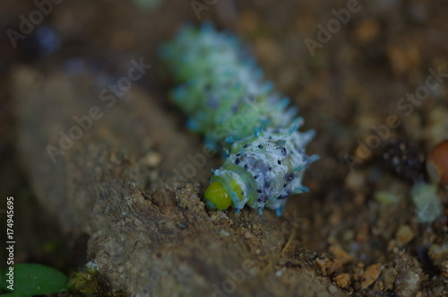 シンジュサンの幼虫　wild silkworm