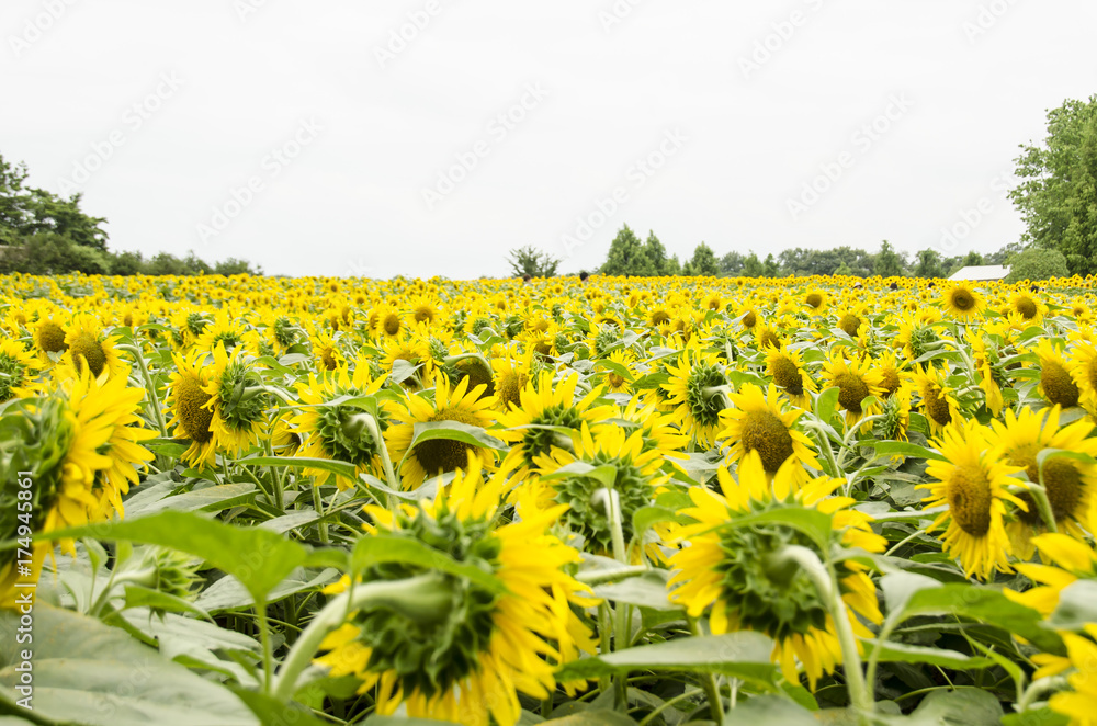 Obraz premium 世羅のひまわり