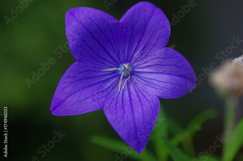 桔梗の花  balloonflower