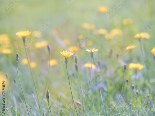 Little yellow flowers on tinted soft yellow and green background. Delicate light floral background