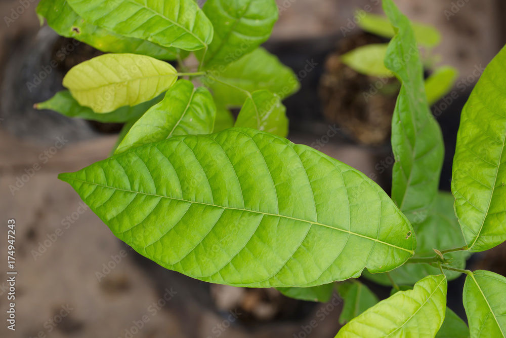 Obraz premium Cocoa tree in seeding bag, In the greenhouse