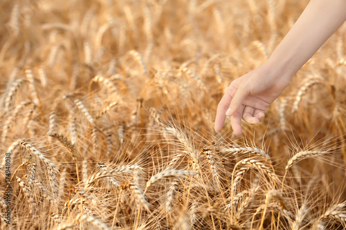 Hand of woman in wheat field