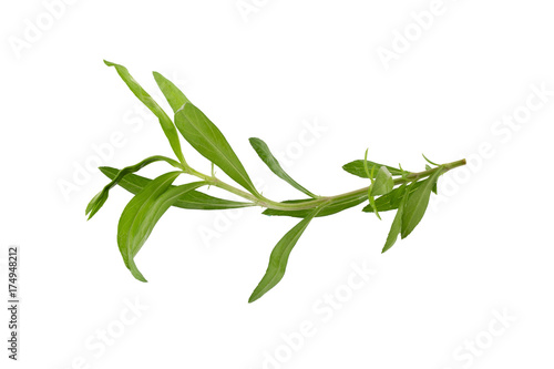 Fresh tarragon herbs, Tarragon herbs close up isolated on white background