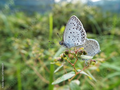 Wallpaper Mural ヤマトシジミ blue Torontodigital.ca