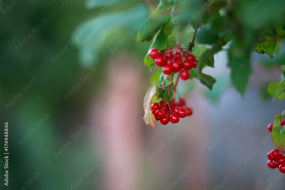 Red guelder rose berries plant in nature Red guelder rose berries plant in nature