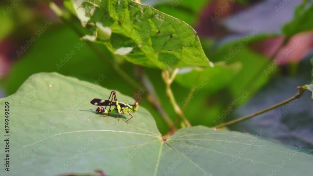 Macro grasshopper live on leaves of grass on nature background, selective focus. Macro grasshopper live on leaves of grass on nature background, selective focus.