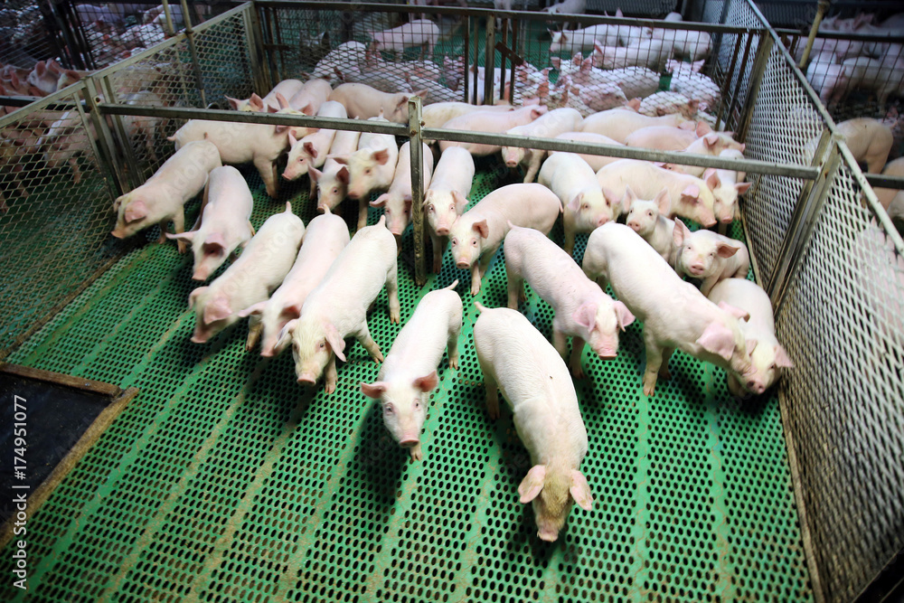 View from above of a breeding pig farm inside View from above of a breeding pig farm inside