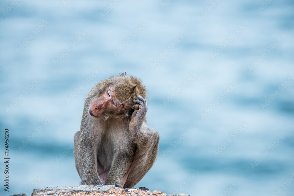 Naklejka premium monkey scratching head, sitting on the sand with sea background