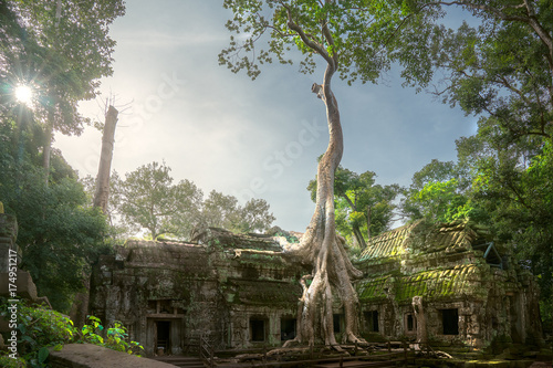 Ta prohm temple photo