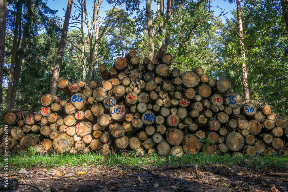 wood heap in the forest