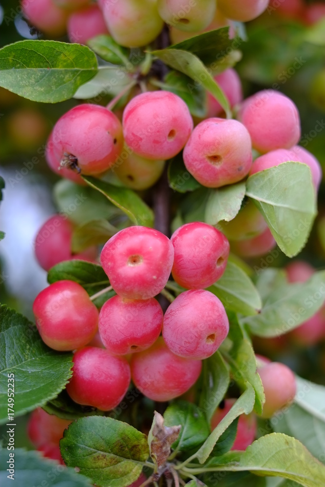 Baies foto de Stock | Adobe Stock