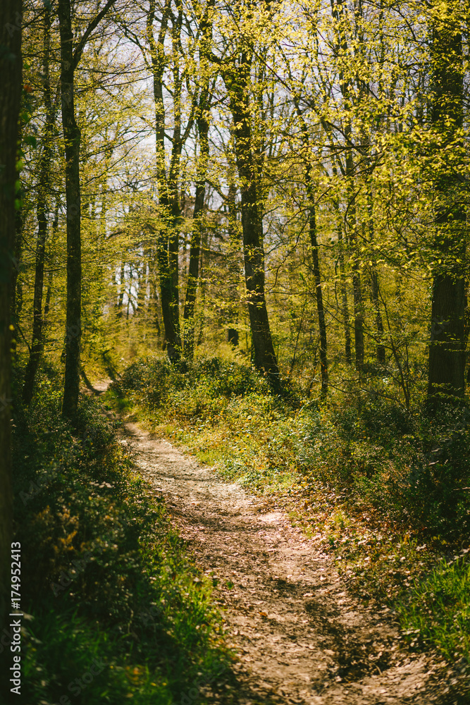 Fototapeta premium Un chemin à travers une forêt en Europe