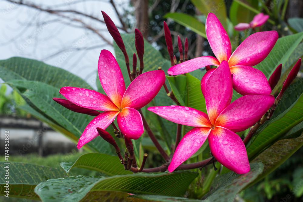 Fototapeta premium Frangipani flowers, Plumeria flowers, water drops