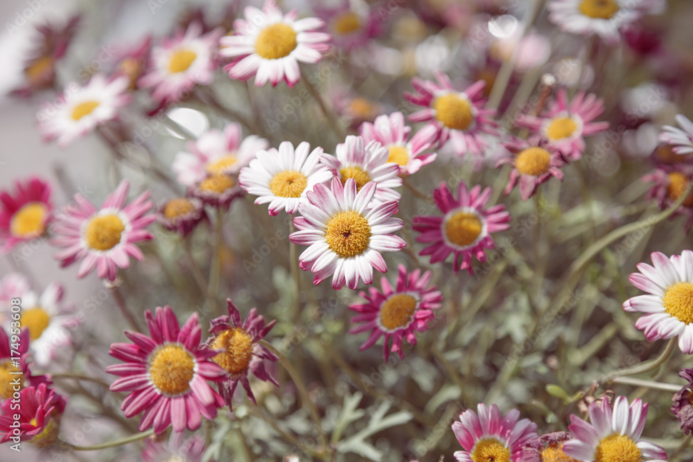 Fototapeta premium Flowers of chrysanthemum. Natural floral background. Soft focus.