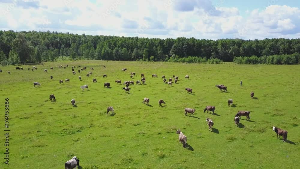 aerial view of herd of cows at summer green field in Russia aerial view of herd of cows at summer green field in Russia
