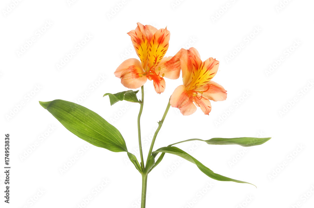 Alstroemeria flowers and foliage Alstroemeria flowers and foliage