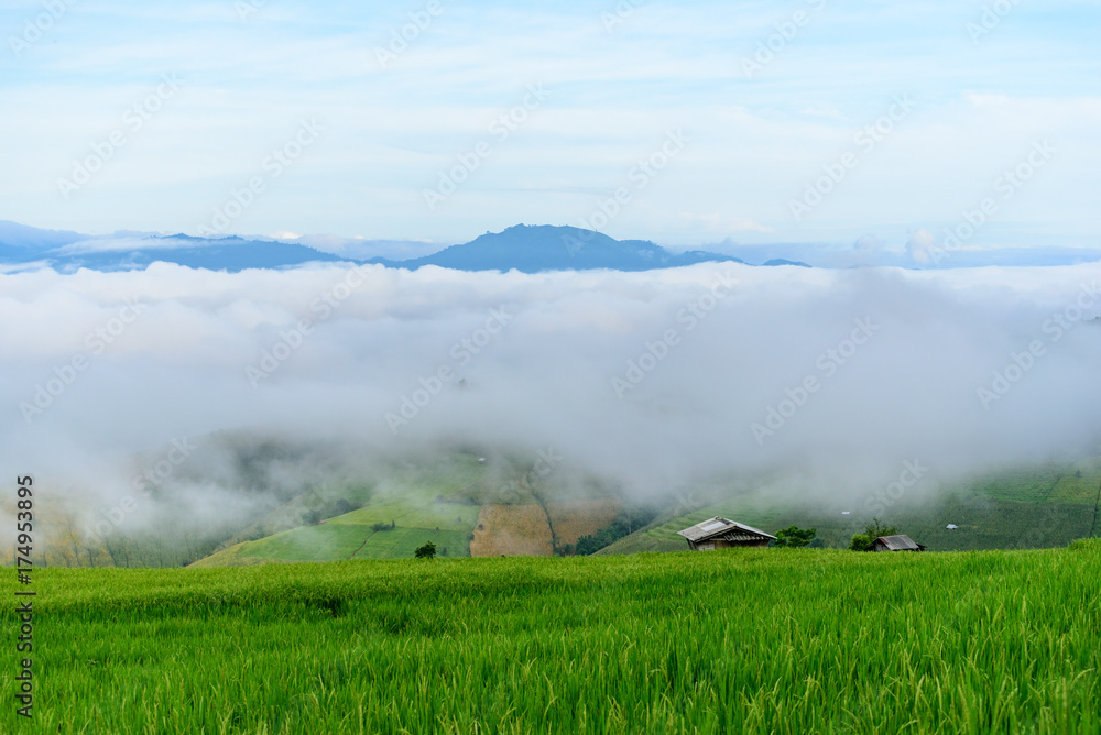 Beautiful greenery view of rice terrace in Chiangmai, north of Thailand Beautiful greenery view of rice terrace in Chiangmai, north of Thailand