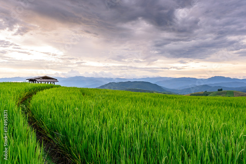 Beautiful greenery view of rice terrace in Chiangmai, north of Thailand