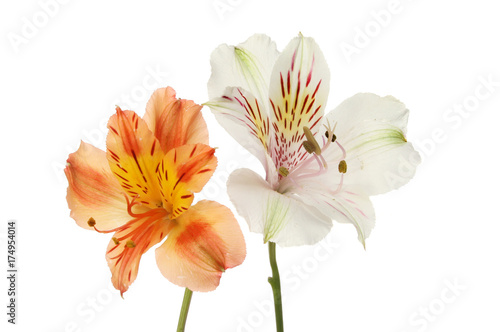 Fototapeta Naklejka Na Ścianę i Meble -  Two alstroemeria flowers