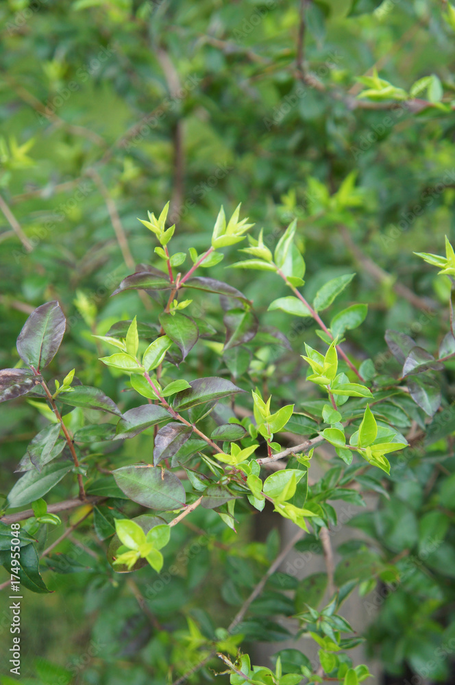Myrtle green tree new foliage Myrtle green tree new foliage
