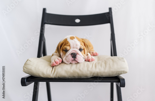 English Bulldog puppy in the chair