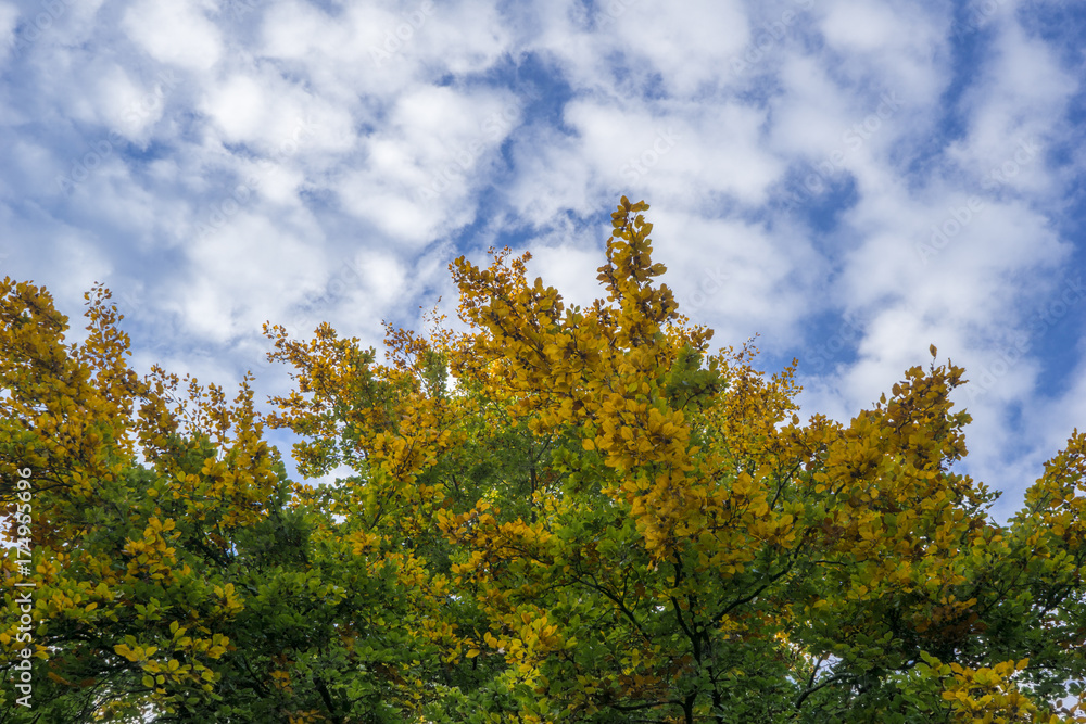 Blick von unten auf großen bunten Baum im Herbst 