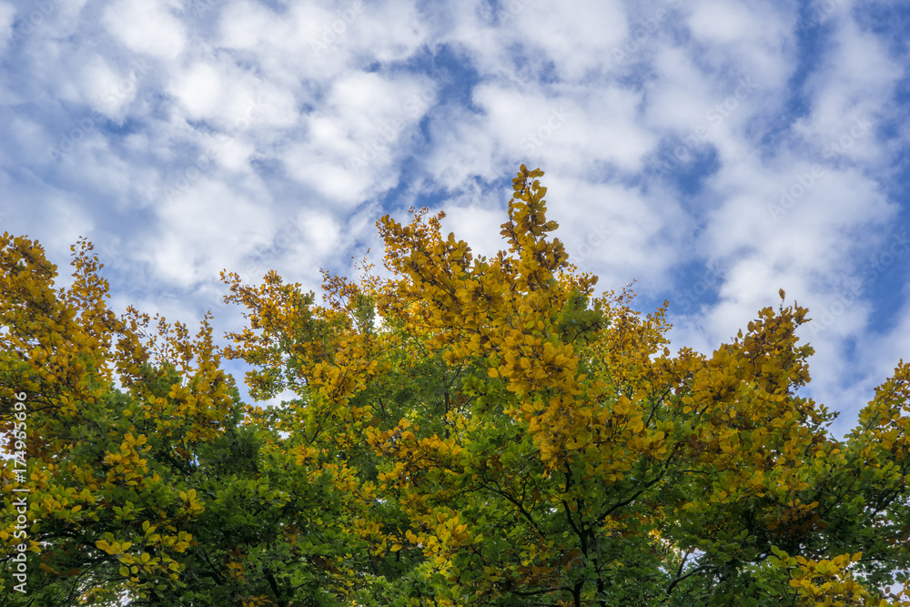 Blick von unten auf großen bunten Baum im Herbst Blick von unten auf großen bunten Baum im Herbst