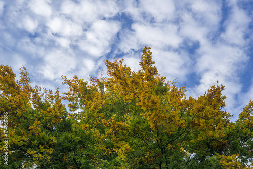 Blick von unten auf großen bunten Baum im Herbst 