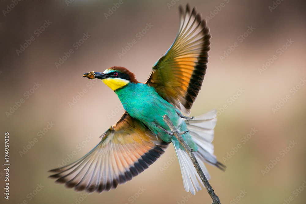 European bee-eater takes off from the stick with prey in beak