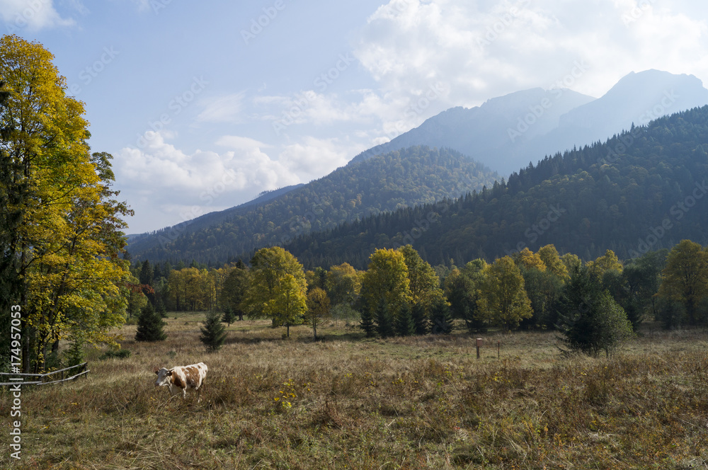 Obraz premium Autumn in the mountains, Tatras, Slovakia