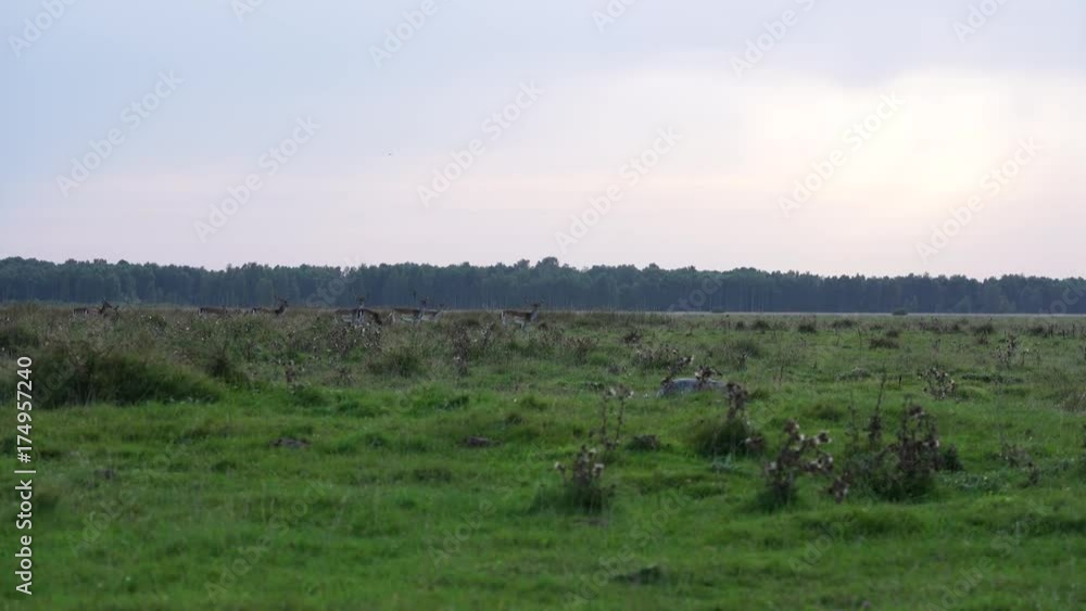 A herd of deer some with impressive antlers running across the horizon on the great savannah like grass land planes of Amager Fælled shot in the fall of 2017 4K A herd of deer some with impressive antlers running across the horizon on the great savannah like grass land planes of Amager Fælled shot in the fall of 2017 4K