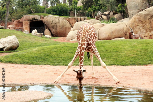 Photography jirafa bebiendo