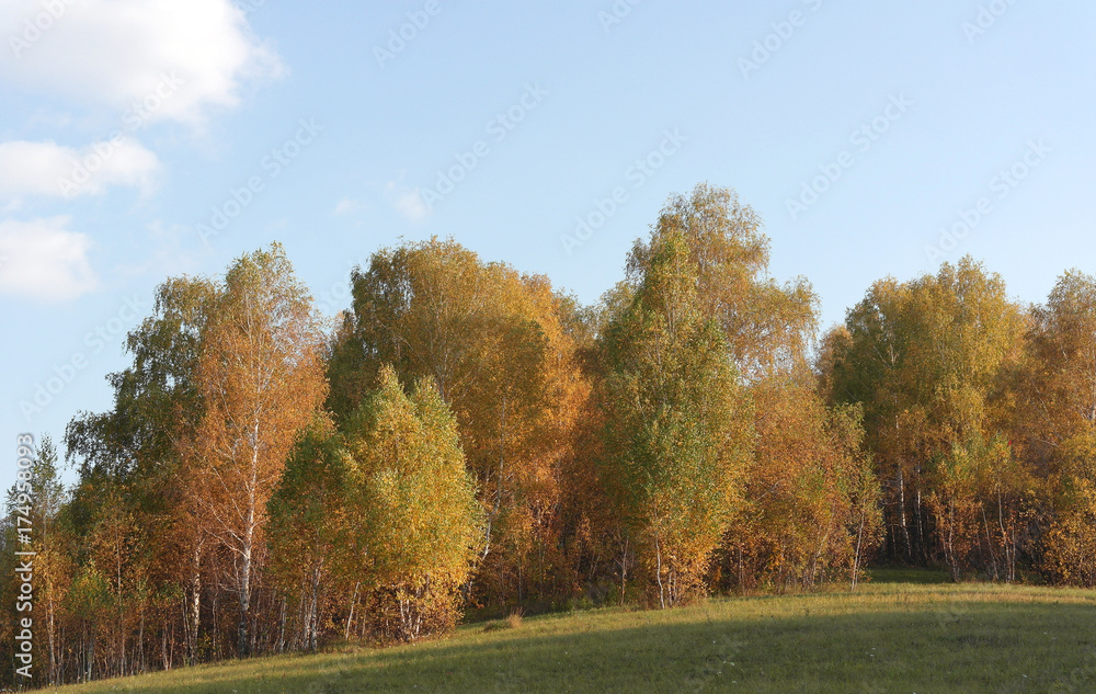 Fototapeta premium Beautiful autumn landscape